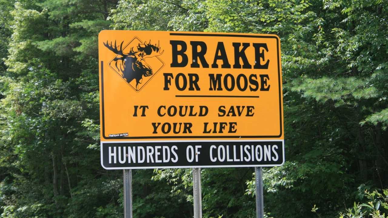 brake-for-moose-sign.jpg